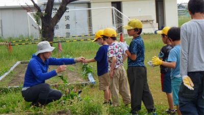 ５月２６日（火）あおばサツマイモの苗植え